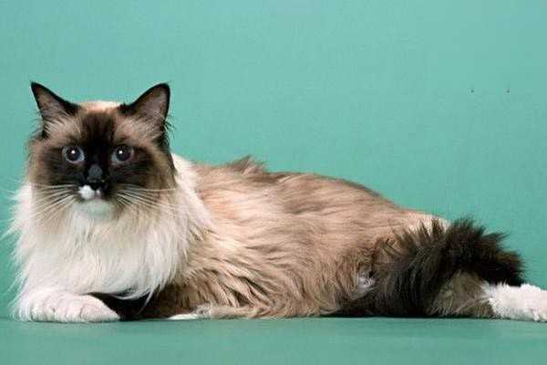 猫咪毛发打结了怎么办？