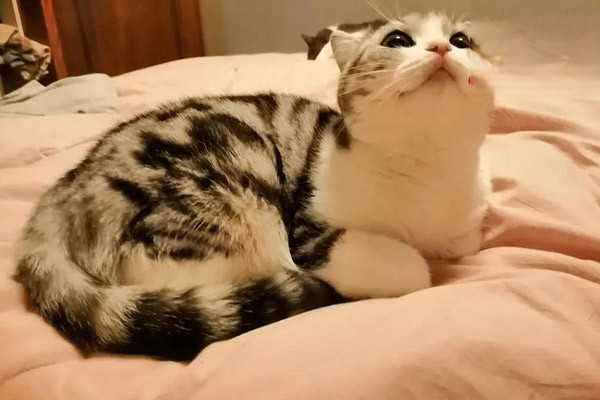 猫咪不埋屎、乱尿怎么办？