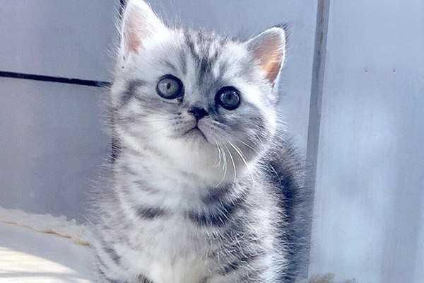 新买的猫刚到家要不要去体检？