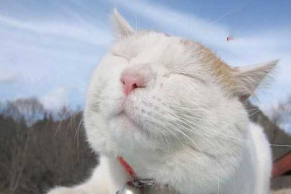 怎么做可以帮助猫咪发腮？