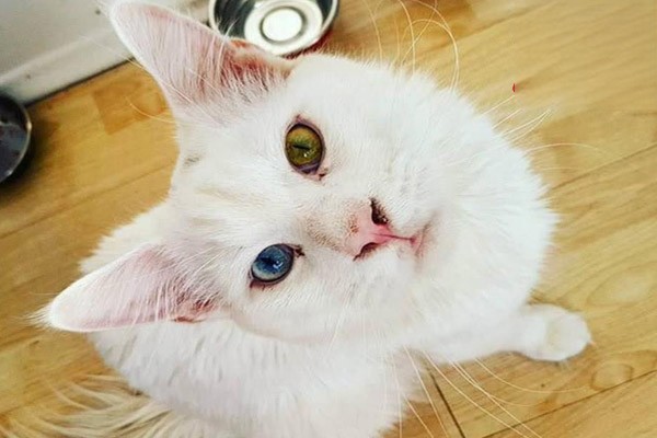 猫咪眼睛红肿不退怎么办？