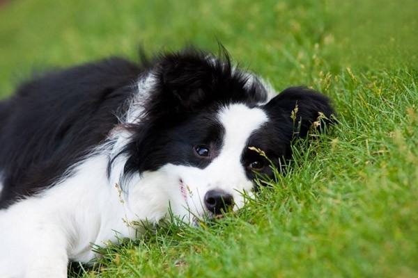 狗狗耳朵发炎可以涂红霉素软膏吗？