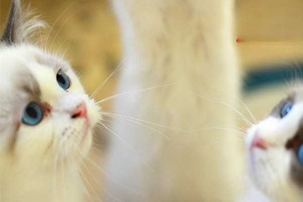 猫咪耳朵有咖啡色粘稠物
