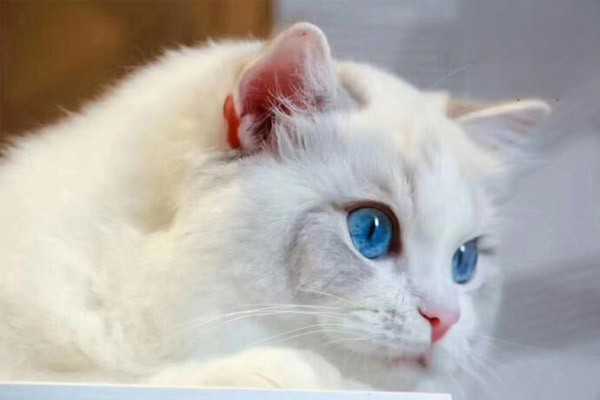 猫咪眼睛发炎有哪些症状？