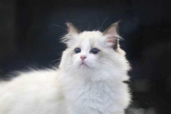 猫得艾滋病的原因和症状是什么？