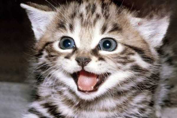 猫咪口臭正常吗？如何处理？