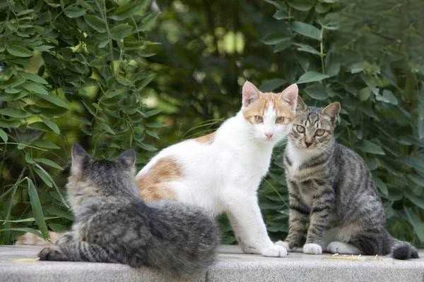 猫咪患肝炎了怎么办？