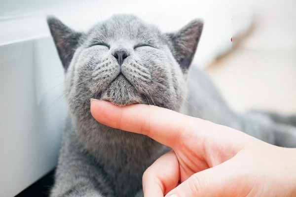 怎么让猫咪愿意刷牙？