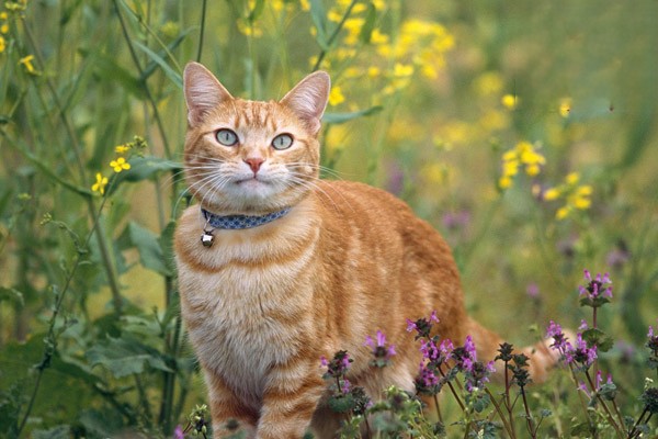 为什么猫咪春天容易得猫癣？