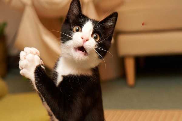有什么办法能让猫咪爱上喝水？