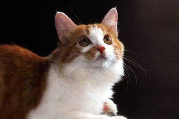 猫咪口吐白沫的原因和治疗措施