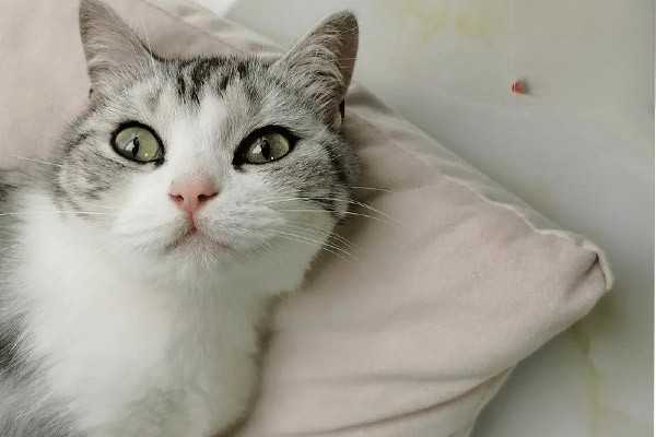 能预防猫咪吐毛球的几种天然食物