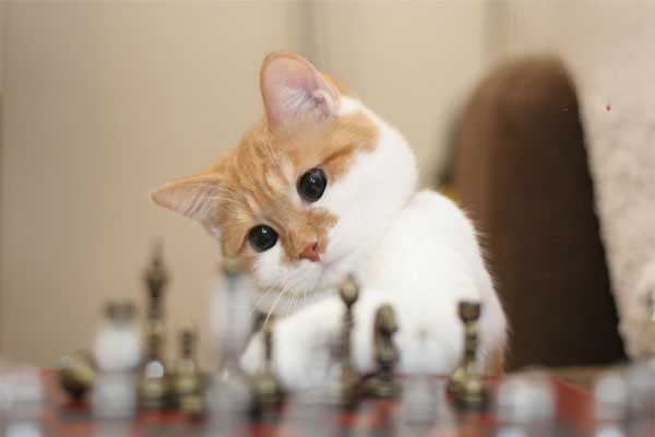 容易导致猫咪干呕的几种原因
