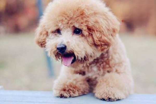 拉布拉多犬的鼻子变红了，这是怎么回事？