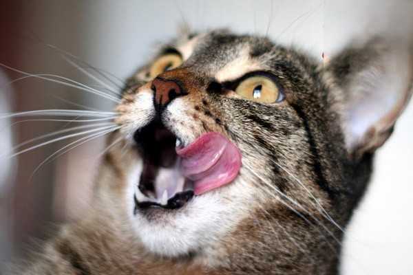 猫咪拉黄水是得了猫瘟吗？