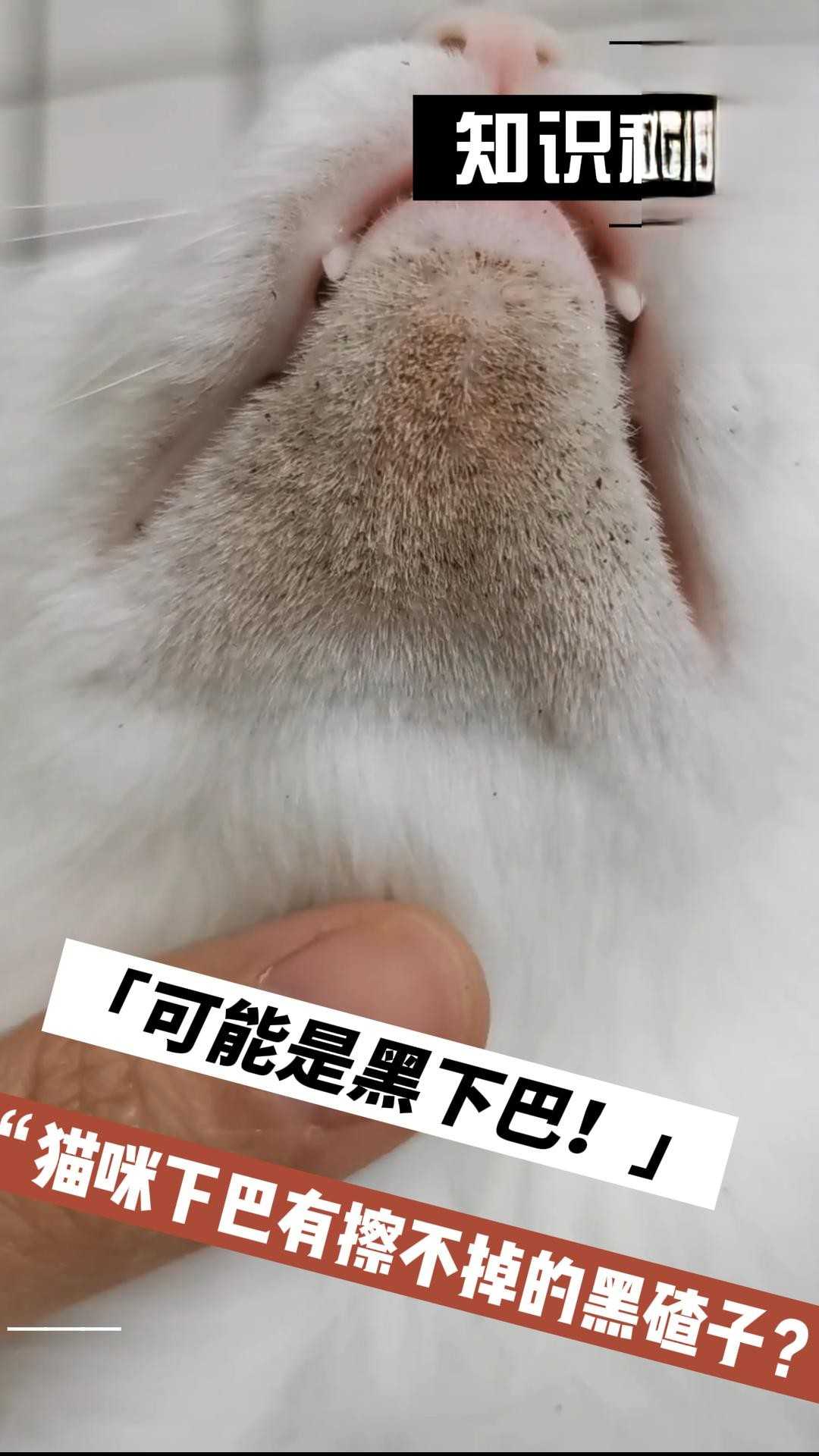 如何预防喵咪得黑下巴