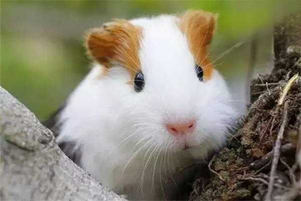荷兰猪夏季护理要点