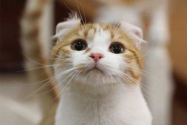 猫耳螨怎么治疗？