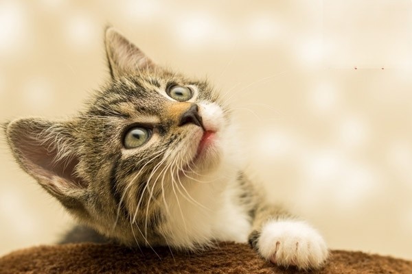 猫咪着凉咳嗽怎么办？