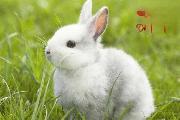 兔子长癣会传染给人吗？