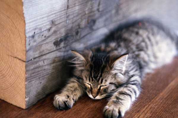家里臭一定是猫咪的问题吗？