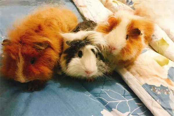 荷兰猪摔伤了怎么办？
