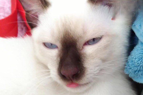 猫咪鼻头发白、嗜睡？很可能是猫贫血的症状！