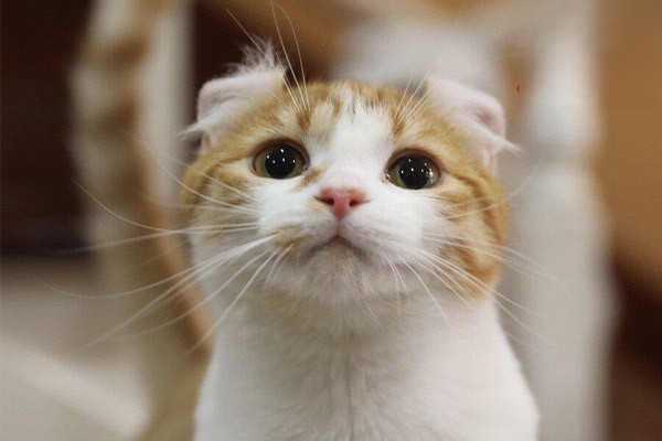 猫咪口臭牙龈红肿吃什么药能好？
