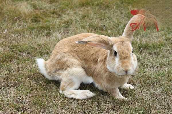 兔子发抖是什么原因引起的？