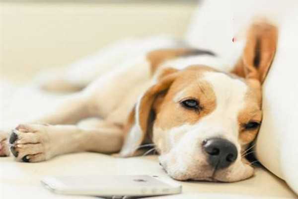 如何判断狗狗是否得了鼻炎？
