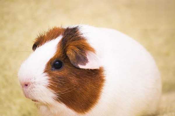 荷兰猪可能引发鼠疫吗?