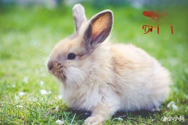 兔子鼻炎的症状和防治措施