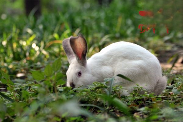 兔子胃肠炎的症状及防治措施