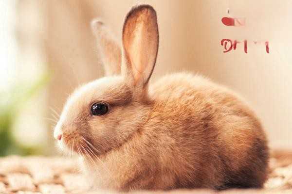 兔子尿钙是怎么回事？