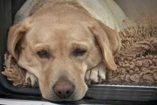 狗狗吐黄水的常见病因和治疗方法