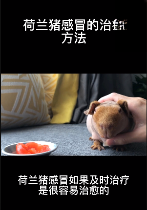 荷兰猪感冒的治疗方法