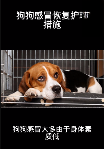 狗狗感冒恢复护理措施