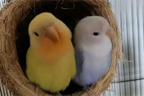鹦鹉饲养攻略：玄凤鹦鹉幼鸟怎么喂养？