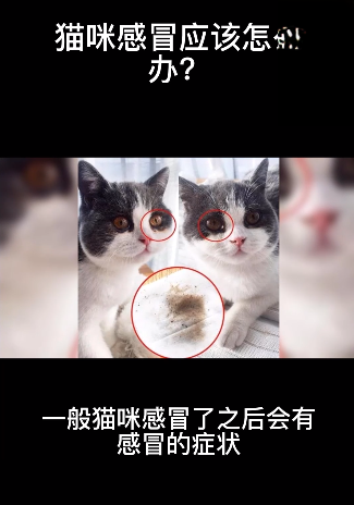 猫咪感冒应该怎么办