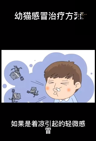 幼猫感冒后的治疗方法
