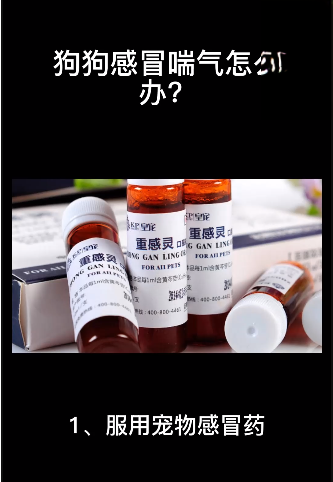 狗狗感冒喘气应该怎么做