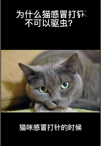 为什么猫感冒打针不可以驱虫
