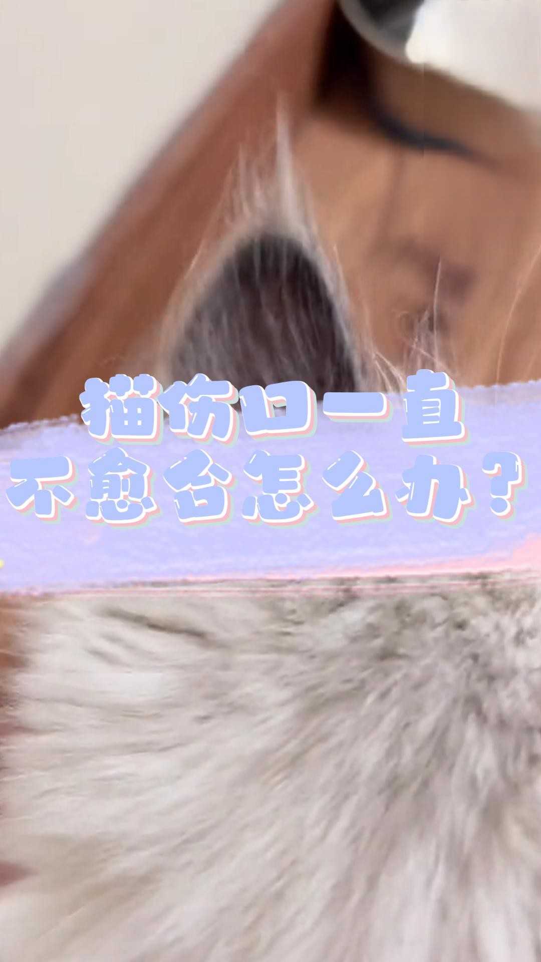 猫伤口一直不愈合怎么办？