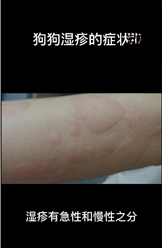犬湿疹的症状