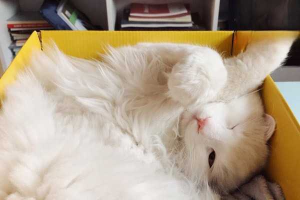 母猫奶水不足吃什么？