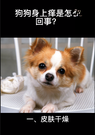 狗狗身上痒是怎么回事？