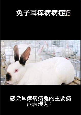 兔子耳痒病的病症