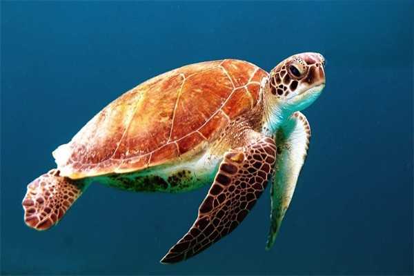 鳄龟的生物特性有哪些？