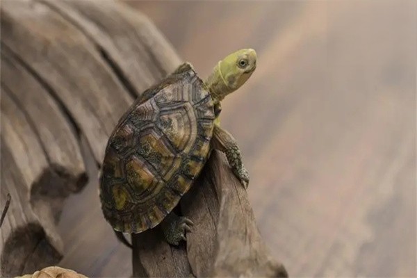 关于乌龟感冒常见的几个问题