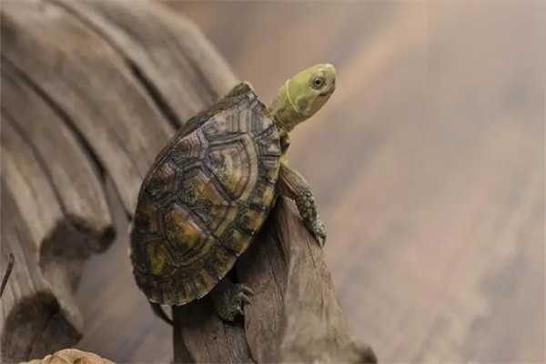 如何治疗乌龟感冒疾病？